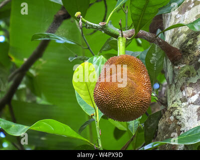 Un jackfruit che cresce su un albero a una piantagione di Bali Foto Stock