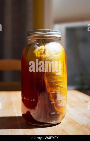 Cold brew coffee birra in una calza di caffè. Foto Stock