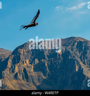 Square fotografia di un condor delle Ande (Vultur gryphus) volare sopra le cime delle montagne più alte del Colca Canyon nei pressi di Arequipa, Perù. Foto Stock