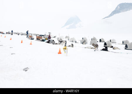 Case di cane su Norris, ghiacciaio, Alaska. Foto Stock