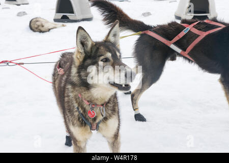 Dogsledding su Norris, ghiacciaio, Alaska. Foto Stock