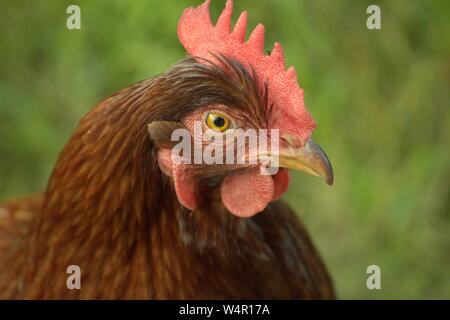 La Rhode Island red Hen, Close Up Foto Stock