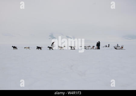Case di cane su Norris, ghiacciaio, Alaska. Foto Stock