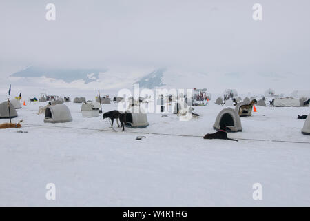 Case di cane su Norris, ghiacciaio, Alaska. Foto Stock