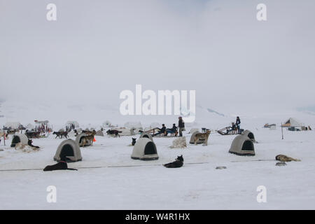 Case di cane su Norris, ghiacciaio, Alaska. Foto Stock