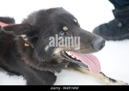 Vista dettagliata del cane sul ghiacciaio Norrise, Alaska. Foto Stock