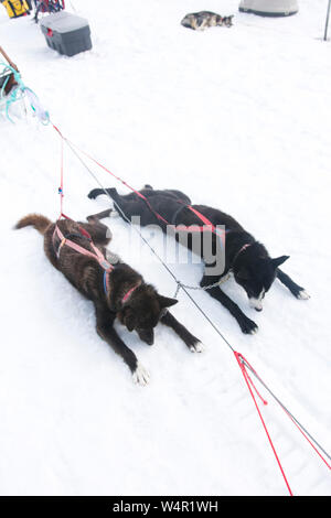 I cani di cooling off sul ghiacciaio Norris, Alaska. Foto Stock