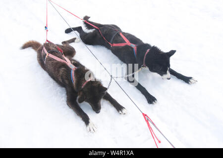 I cani di cooling off sul ghiacciaio Norris, Alaska. Foto Stock