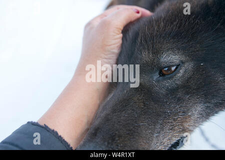 Vista dettagliata del cane sul ghiacciaio Norrise, Alaska. Foto Stock