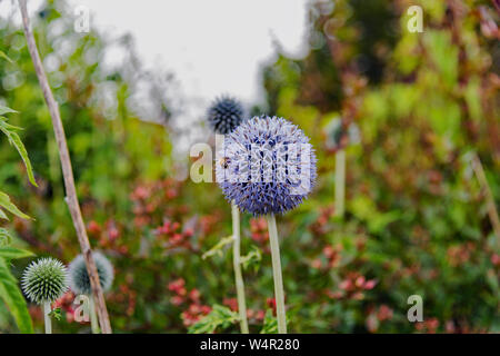 Bee impollinatori un viola Allium. Foto Stock