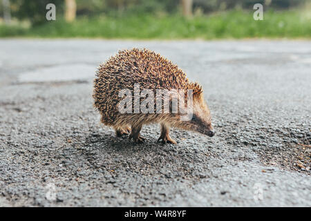 Wild baby riccio su una strada in Germania Foto Stock