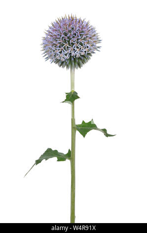 Fiore Echinops isolato su uno sfondo bianco Foto Stock