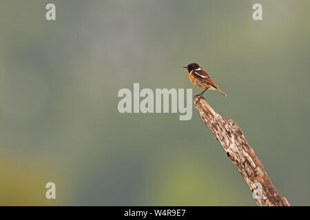 European stonechat seduta sul acquistato in estate con spazio per la copia. Foto Stock