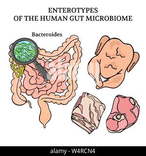 MICROBIOM ENTEROTYPES BACTEROIDES intestini schema di medicina anatomia Handdraw umano illustrazione vettoriale impostato Illustrazione Vettoriale