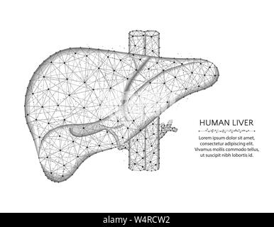 Fegato con arterie e vene bassa poli design, organi umani grafica astratta, anatomia wireframe poligonale illustrazione vettoriale realizzata da punti e linea Illustrazione Vettoriale