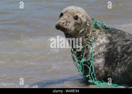 Guarnizione grigio ferito da una plastica rete da pesca incorporato nel suo collo Foto Stock