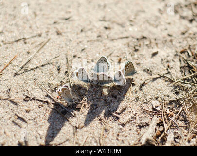 Un gregge di farfalle è crogiolarsi al sole. Foto Stock