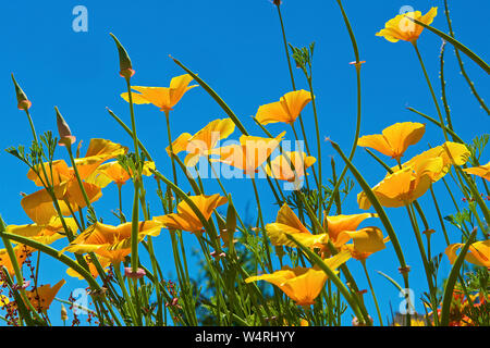 Close-up di giallo fiori di campo in sole, Francia Foto Stock