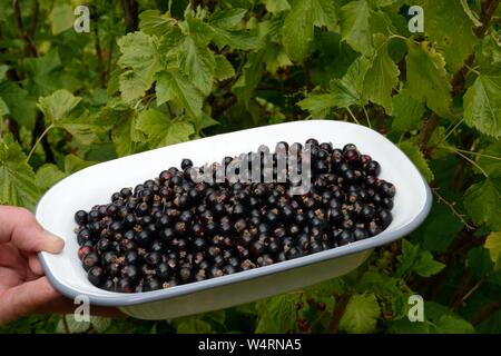 Appena raccolto il ribes nero organico un recipiente di smalto Foto Stock