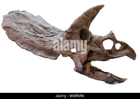 Extincted triceratops' cranio isolato su sfondo bianco Foto Stock