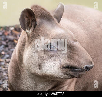 Vista ravvicinata di una pianura il tapiro (Tapirus terrestris) Foto Stock