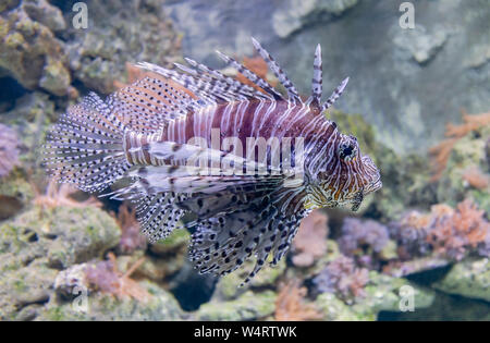 Vista ravvicinata di un Leone Rosso (pterois volitans) Foto Stock