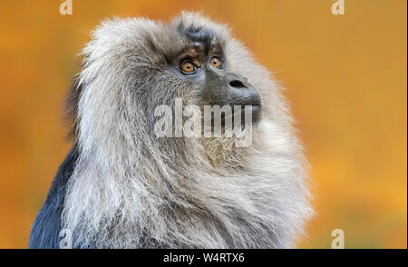 Close up di un maschio di leone-coda Macaque (Macaca silenus) Foto Stock