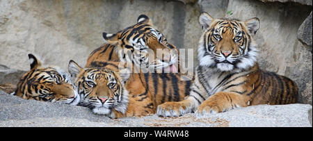 Famiglia di tigre di Sumatra (Panthera tigris sumatrae) Foto Stock