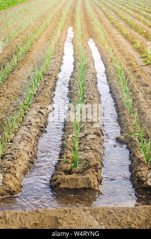 Irrigazione di giovani il porro in campo. Coltivazione biologica di verdure. Tradizionale irrigazione naturale. Prodotti eco-compatibili. Agricoltura e terreni agricoli. Ritagliare Foto Stock