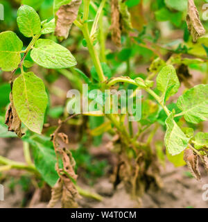 Foglie di patate con malattie. Pianta di patata colpite Phytophthora (Phytophthora infestans) nel campo. Close up. verdure. agriturismo agricoltura. c Foto Stock