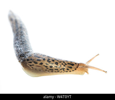 Leopard slug (Limax maximus) vive isolato su sfondo bianco esamina intorno ad un angolo Foto Stock