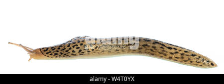 Leopard slug (Limax maximus) vive isolato su sfondo bianco - Vista laterale Foto Stock