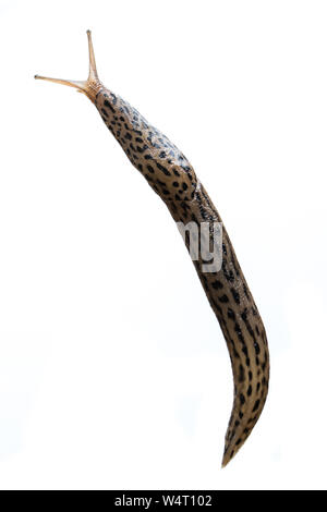 Keelback slug (Limax maximus) vive isolato su sfondo bianco - da destra a sinistra Foto Stock