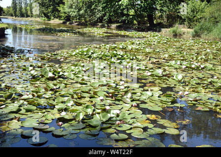 23 luglio 2019, Sassonia-Anhalt, Wörlitz: centinaia di ninfee bloom sul grande lago nel Parco di Wörlitz. Il Parco di Wörlitz è stato creato dal Principe Leopoldo III Friedrich Franz von Anhalt-Dessau (1740-1817) dal 1764 come il primo paesaggio parco in stile inglese sul continente europeo. Ispirato dai suoi numerosi viaggi, aveva degli edifici e dei paesaggi stabiliti nel parco che sono stati ispirati dal sistema di canali con giri in gondola a Venezia. Nel novembre 2000 l'ampia Dessau-Wörlitzer Gartenreich, il cui nucleo è il Wörlitzer Park, è stata riconosciuta dall'UNESCO come sito del patrimonio mondiale. Foto: Waltraud Foto Stock