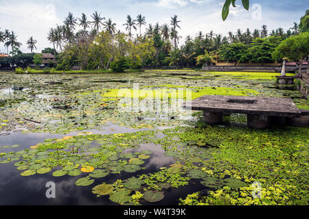 Water Lilies su un laghetto, Ubud, Bali, Indonesia Foto Stock