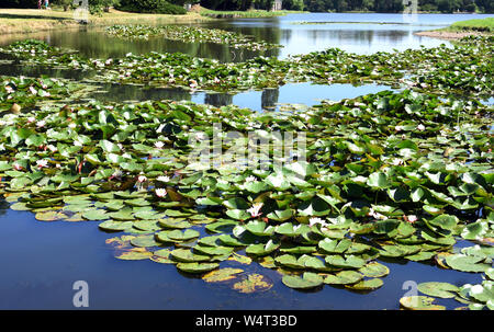 23 luglio 2019, Sassonia-Anhalt, Wörlitz: centinaia di ninfee bloom sul grande lago nel Parco di Wörlitz. Il Parco di Wörlitz è stato creato dal Principe Leopoldo III Friedrich Franz von Anhalt-Dessau (1740-1817) dal 1764 come il primo paesaggio parco in stile inglese sul continente europeo. Ispirato dai suoi numerosi viaggi, aveva degli edifici e dei paesaggi stabiliti nel parco che sono stati ispirati dal sistema di canali con giri in gondola a Venezia. Nel novembre 2000 l'ampia Dessau-Wörlitzer Gartenreich, il cui nucleo è il Wörlitzer Park, è stata riconosciuta dall'UNESCO come sito del patrimonio mondiale. Foto: Waltraud Foto Stock