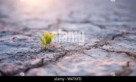 Pianta verde germoglio nel deserto Foto Stock