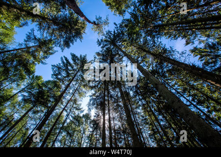 24 luglio 2019, Meclemburgo-Pomerania, Gädebehn: bosco di abeti stand in una foresta nella foresta Gädebehn office. Foto: Jens Büttner/dpa-Zentralbild/ZB Foto Stock