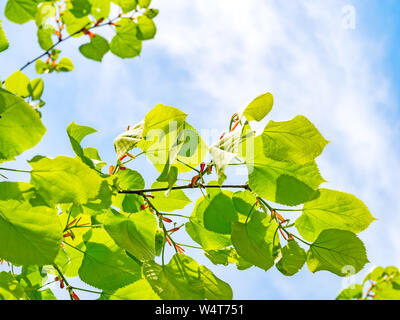 Verde lime tree rami contro il cielo blu Foto Stock