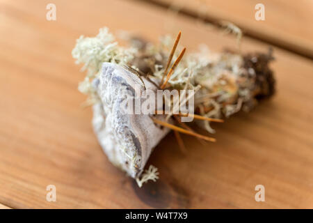 Hydnellum fungo su sfondo di legno Foto Stock