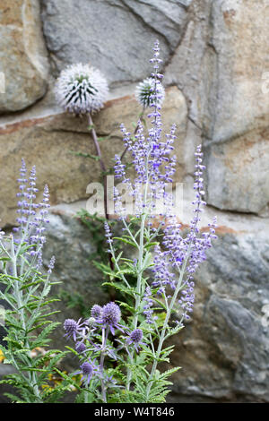 Fiori blu in un giardino rurale - Eryngium Planum Blue Hobbit, verticale blu porpora Globe Thistle e Perovskia guglia blu Foto Stock