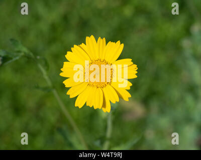 Un unico chiaro fiore giallo di mais calendula Glebionis segetum Foto Stock