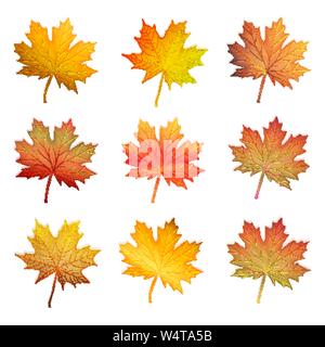 Set di vettore di colori d'autunno foglie di acero Illustrazione Vettoriale