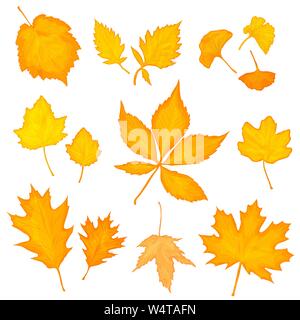 Foglie di autunno vettore set Illustrazione Vettoriale