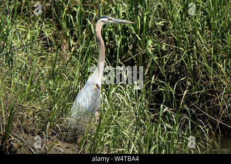 Un airone blu caccia in zone umide lungo il Clam Creek su Jekyll Island, Georgia Foto Stock