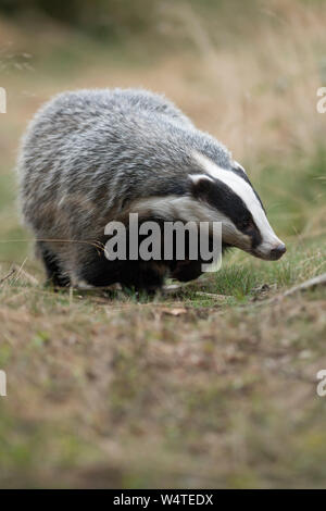 Unione Badger / Europaeischer Dachs ( Meles meles ), animale adulto, camminando lungo un tipico badger il percorso, si avvicina, Scatto frontale, l'Europa. Foto Stock