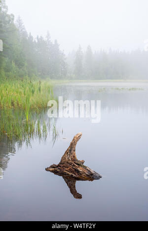 Misty lago in un bosco con un ceppo di albero in acqua Foto Stock