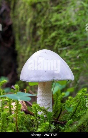 Angelo distruttore in una foresta di muschio Foto Stock