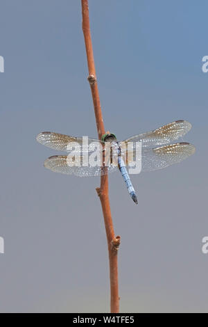 Un vibrante blu addome, metallica occhi verdi e marrone ali oscurata definire un blu dasher dragonfly. Essa poggia su un ramo in aprire il cielo blu. Foto Stock