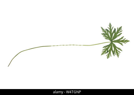 Wiesen-Storchschnabel, Wiesenstorchschnabel, Storchschnabel, Blaues Schnabelkraut, Geranium pratense, Prato Cran è Bill, Prato della gru-bill, prato Foto Stock